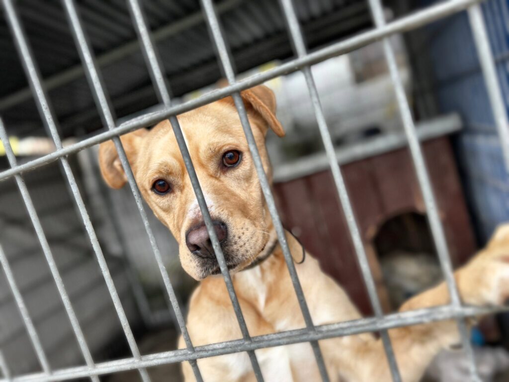 Schronisko w Jastrzębiu-Zdroju